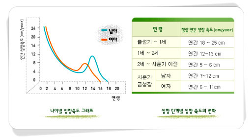 나이별 성장속도 그래프, 성장 단계별 성장 속도의 변화